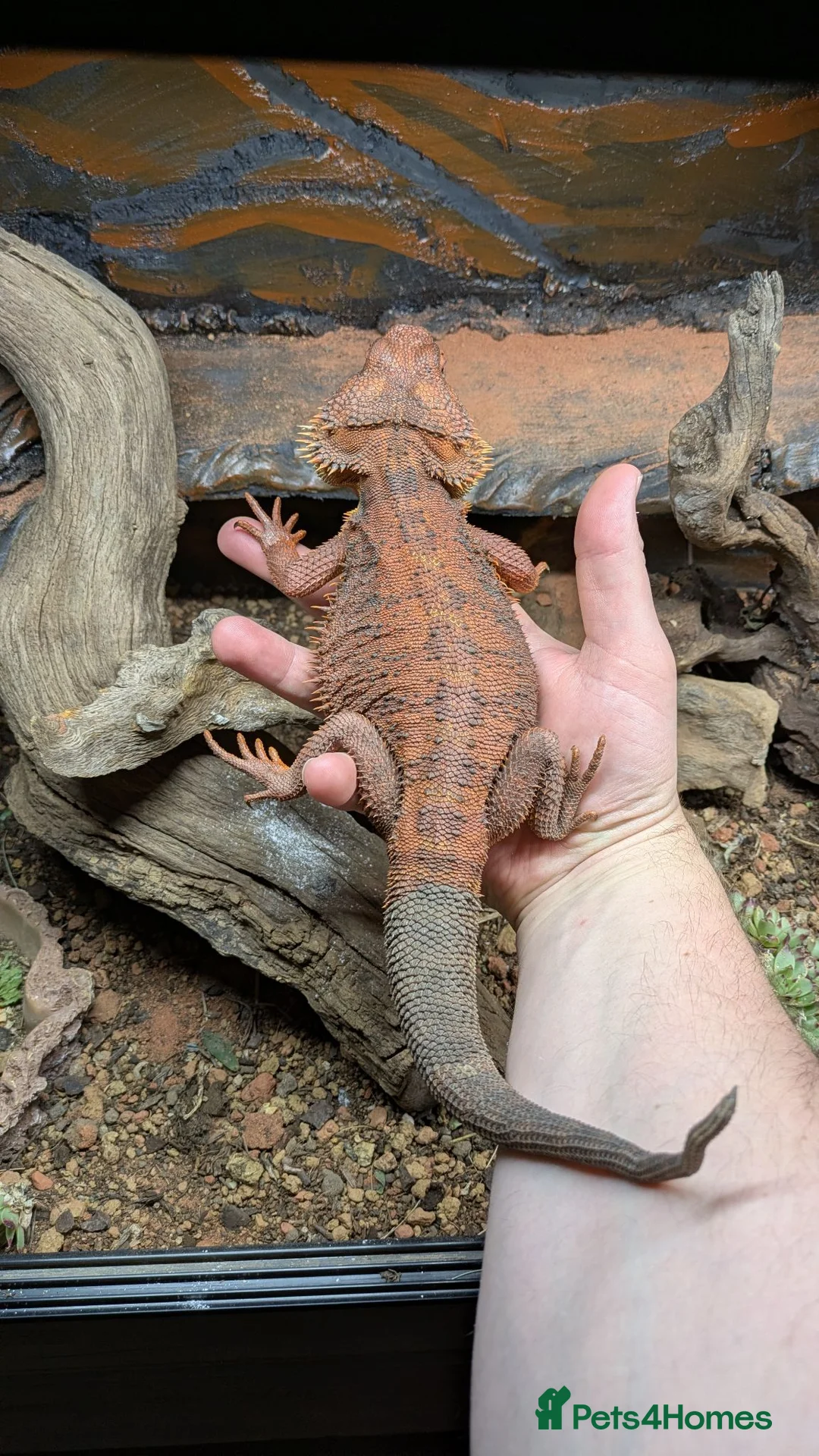 Bearded Dragon reptiles for sale: Red Male Bearded Dragon for sale  - Advert 1