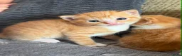 Mixed Breed cats for sale: Ginger tiger print kittens - Advert 1