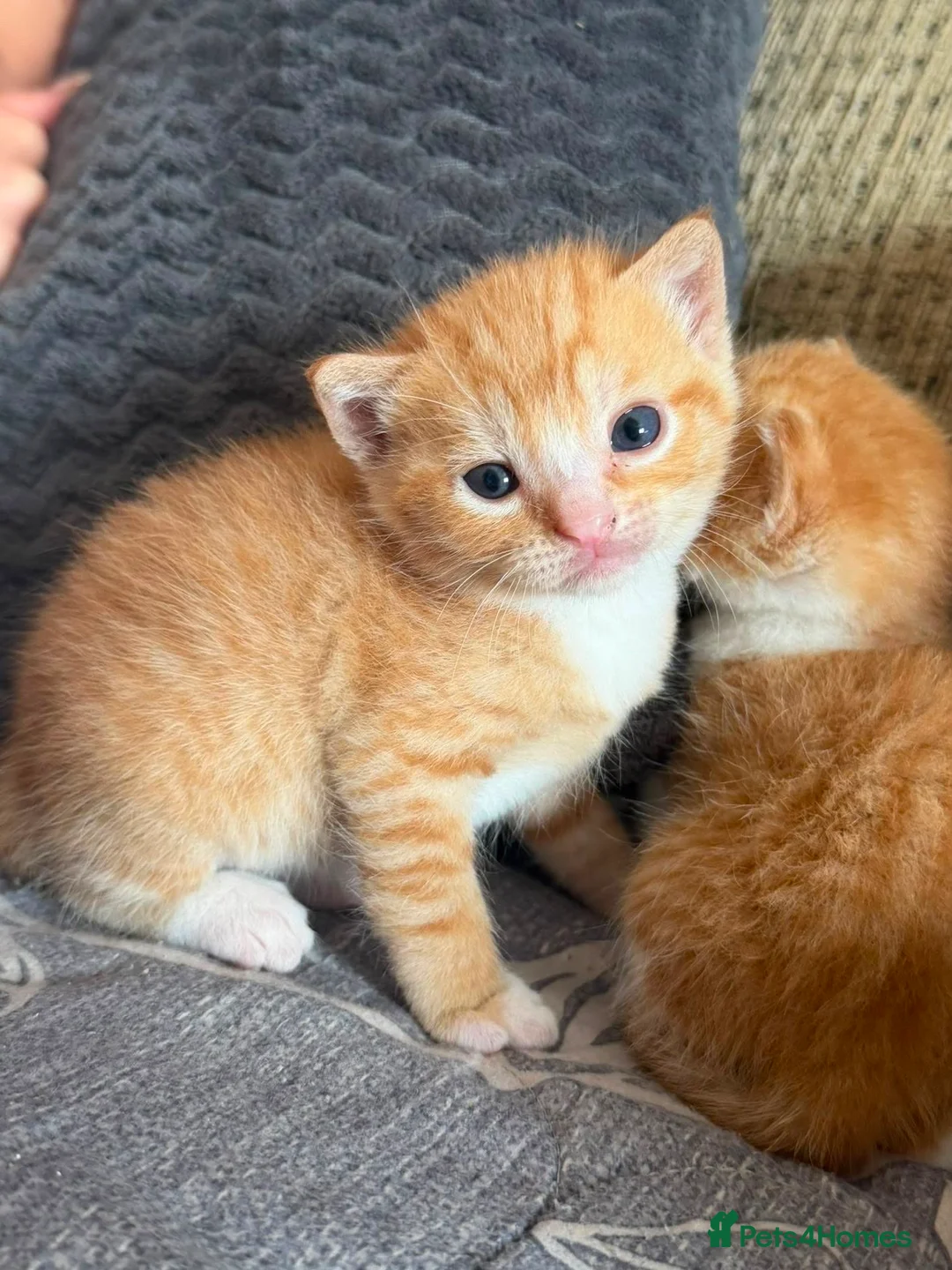 Mixed Breed cats for sale: Ginger tiger print kittens - Advert 1
