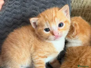 Mixed Breed cats Ginger tiger print kittens - Advert 1