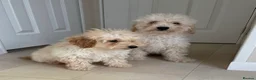 Miniature Poodle dogs for sale: Two beautiful miniature poodles  - Advert 12