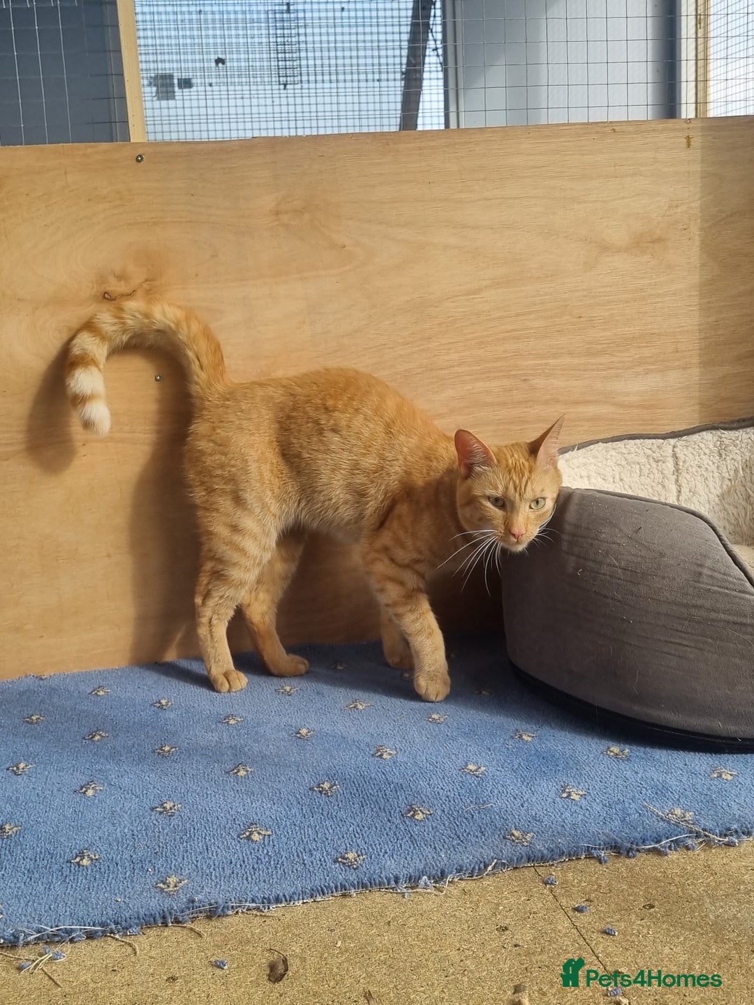Domestic Shorthair cats for sale: Ginger female for adoption  - Image 2
