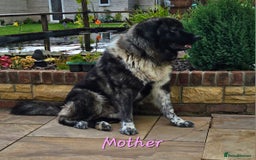 Caucasian Shepherd Dog dogs for sale: Caucasian Shepherd puppies  - Image 7