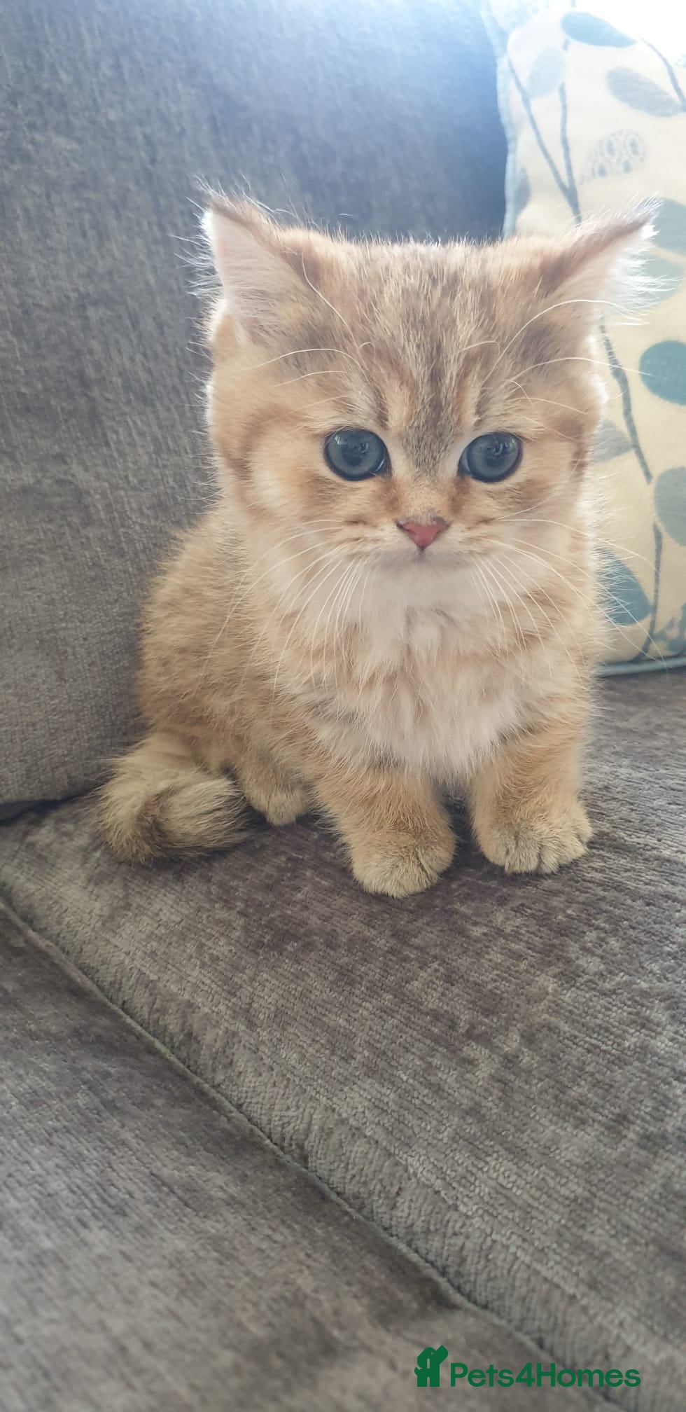 British Shorthair cats Stunning GCCF Golden British Shorthair Kitten. - Advert 1