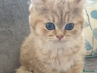 British Shorthair cats for sale: Stunning GCCF Golden British Shorthair Kitten. - Advert 1