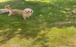Labradoodle dogs for stud: Miniature labradoodle for stud  - Image 3