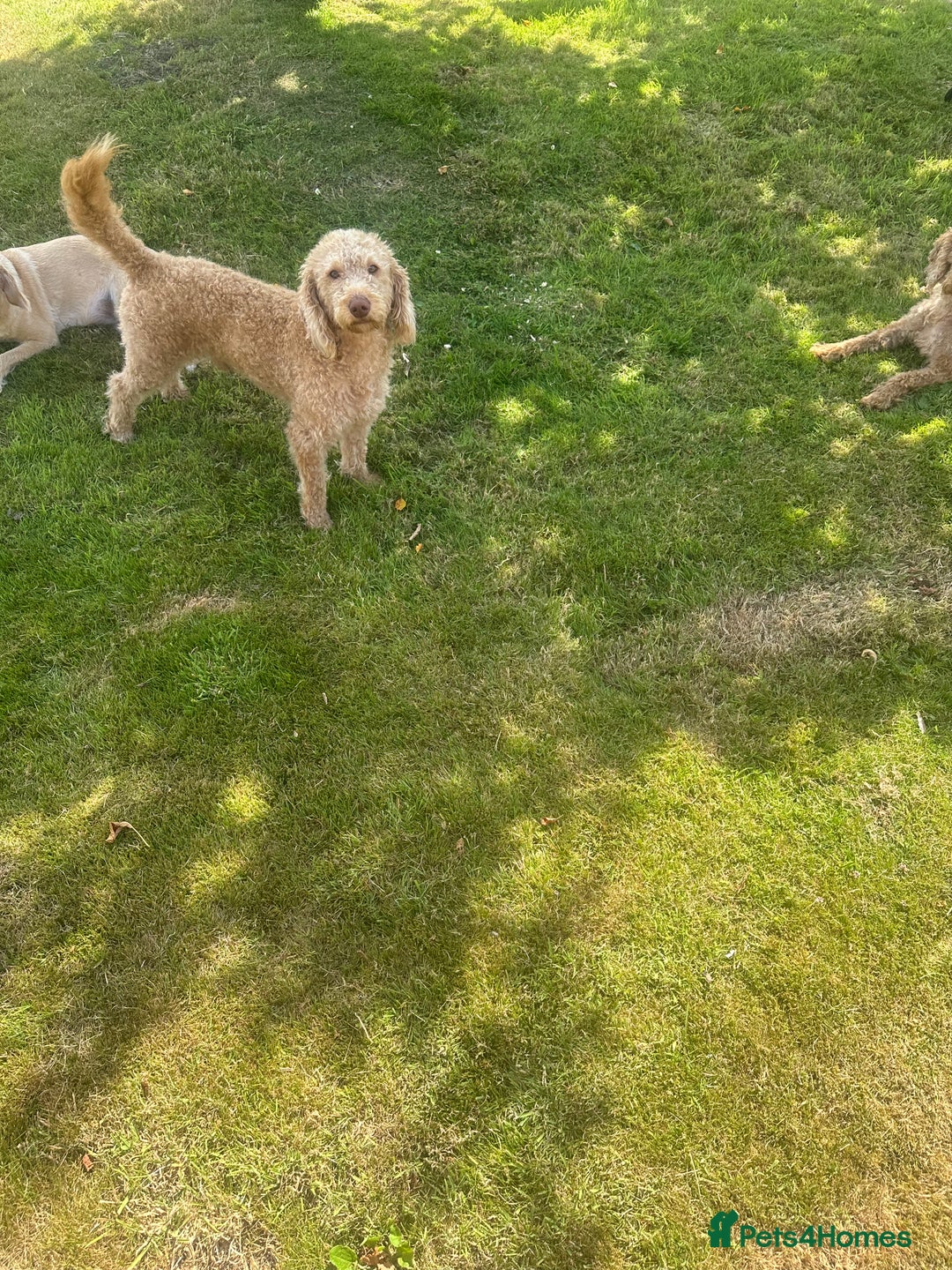 Labradoodle dogs for stud: Miniature labradoodle for stud  - Image 3