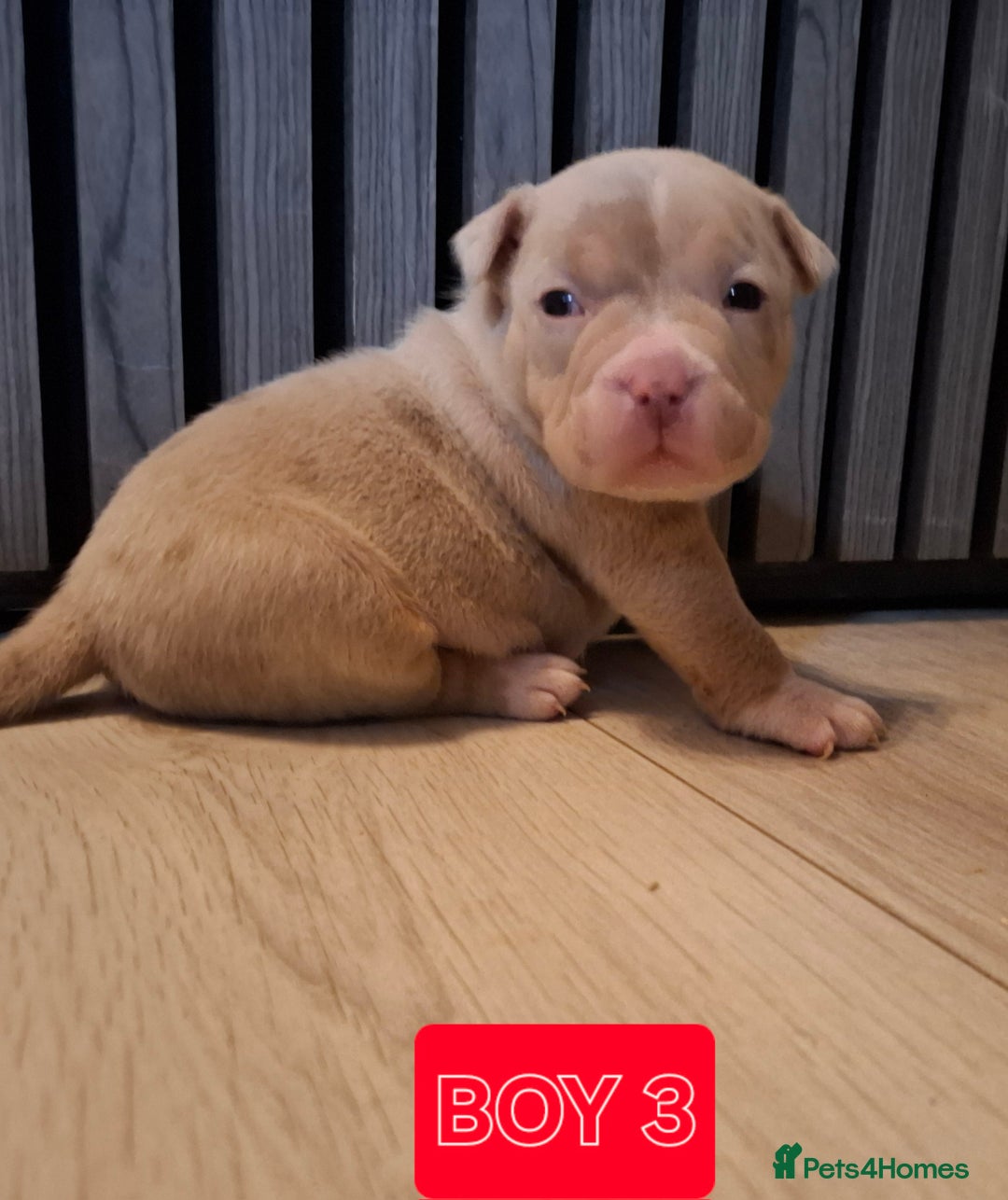 American Bully dogs for sale: AMERICAN BULLY PUPPIES 🐶  - Advert 5