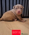 American Bully Puppy 4
