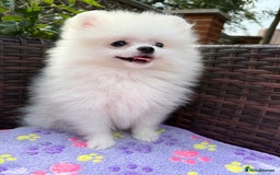 Pomeranian dogs for sale: Pom bears looking for loving homes❤️ - Image 11