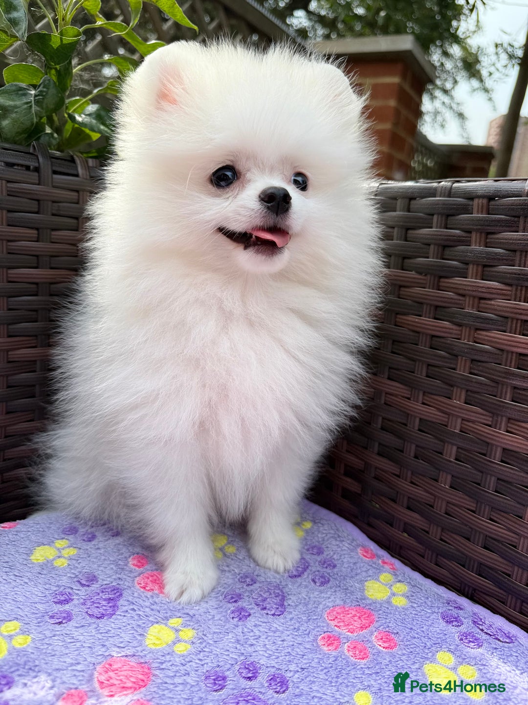 Pomeranian dogs for sale: Pom bears looking for loving homes❤️ - Image 11