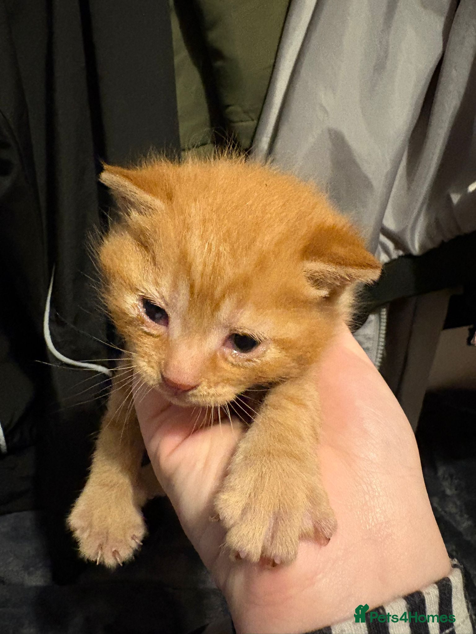Mixed Breed cats Ginger male kitten  - Advert 3