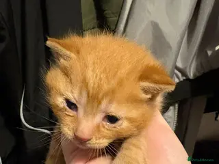 Mixed Breed cats Ginger male kitten - Advert 2