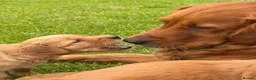 Golden Retriever dogs for sale: Dark Red Golden Retriever Pups in Burford - Advert 8