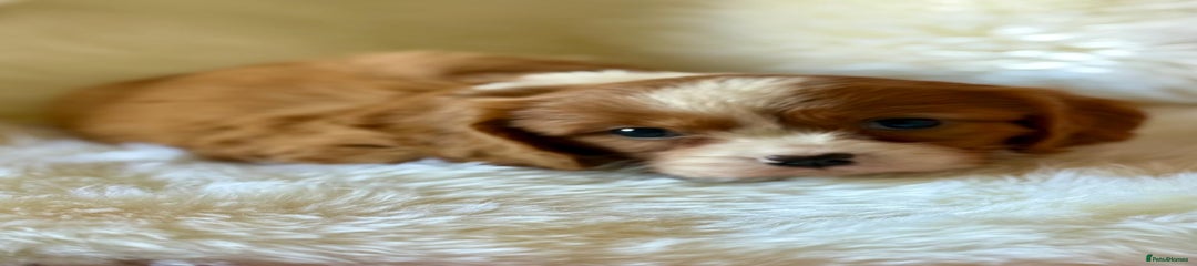 Cavalier King Charles Spaniel Puppy 5