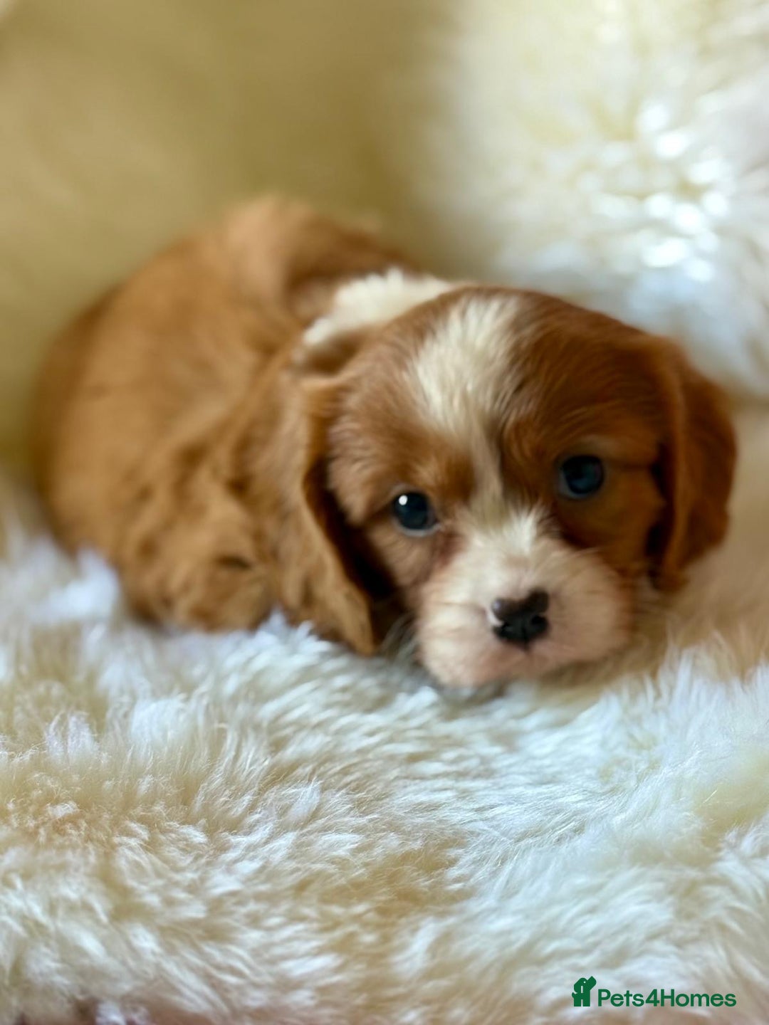 Cavalier King Charles Spaniel dogs for sale: STUNNING CAVALIER PUPPIES READY TO GO ON THE 6TH! - Image 6