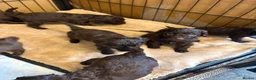 Cockapoo dogs for sale: F2B cockerpoos - Advert 4