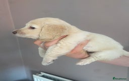 Dachshund dogs for sale: Stunning male Dachshund puppies  - Image 22