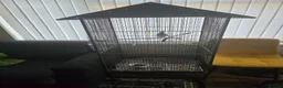 Cockatiels birds for sale: Cockatiel with cage in Nottingham - Advert 5