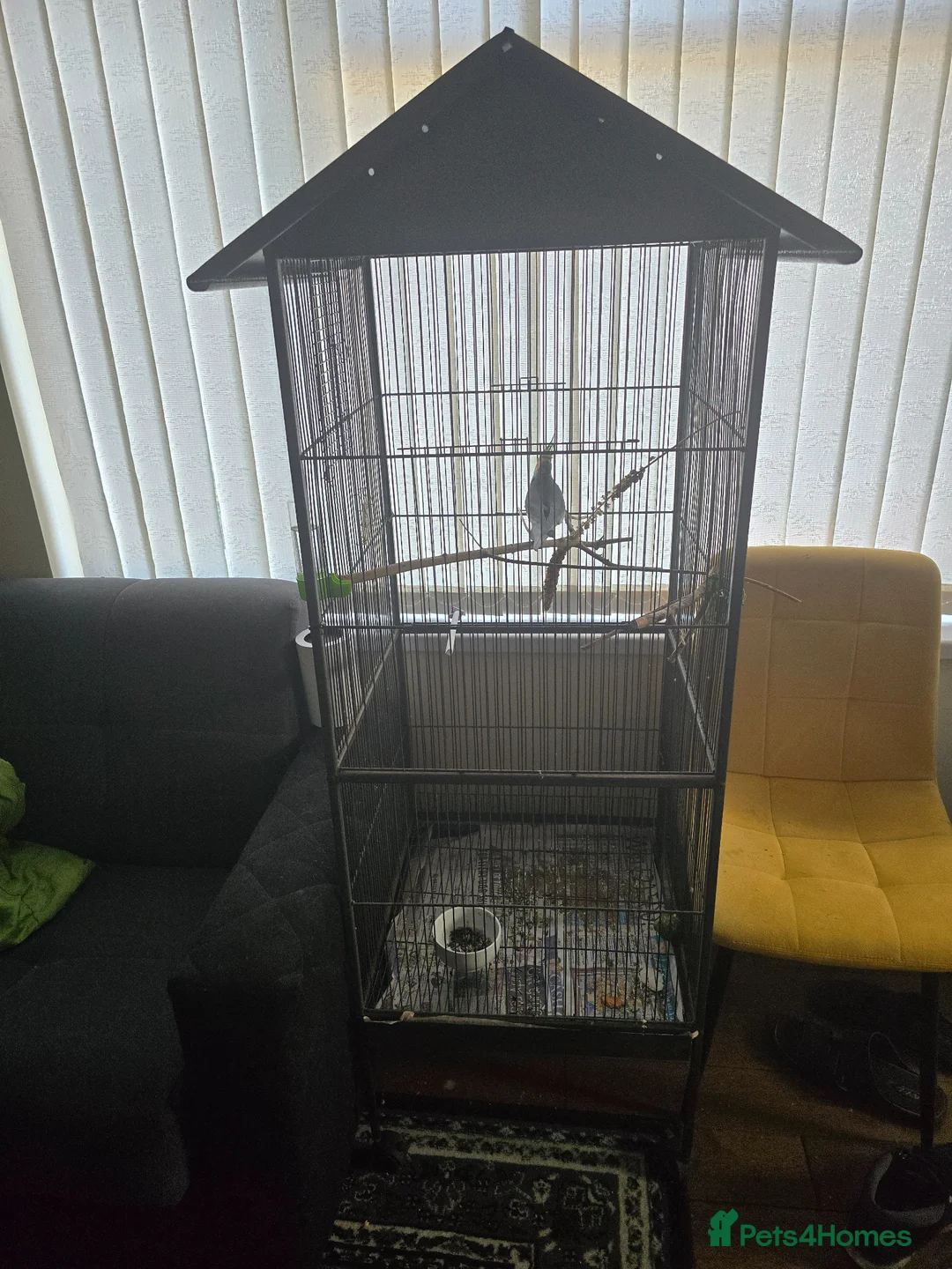Cockatiels birds for sale: Cockatiel with cage in Nottingham - Advert 5