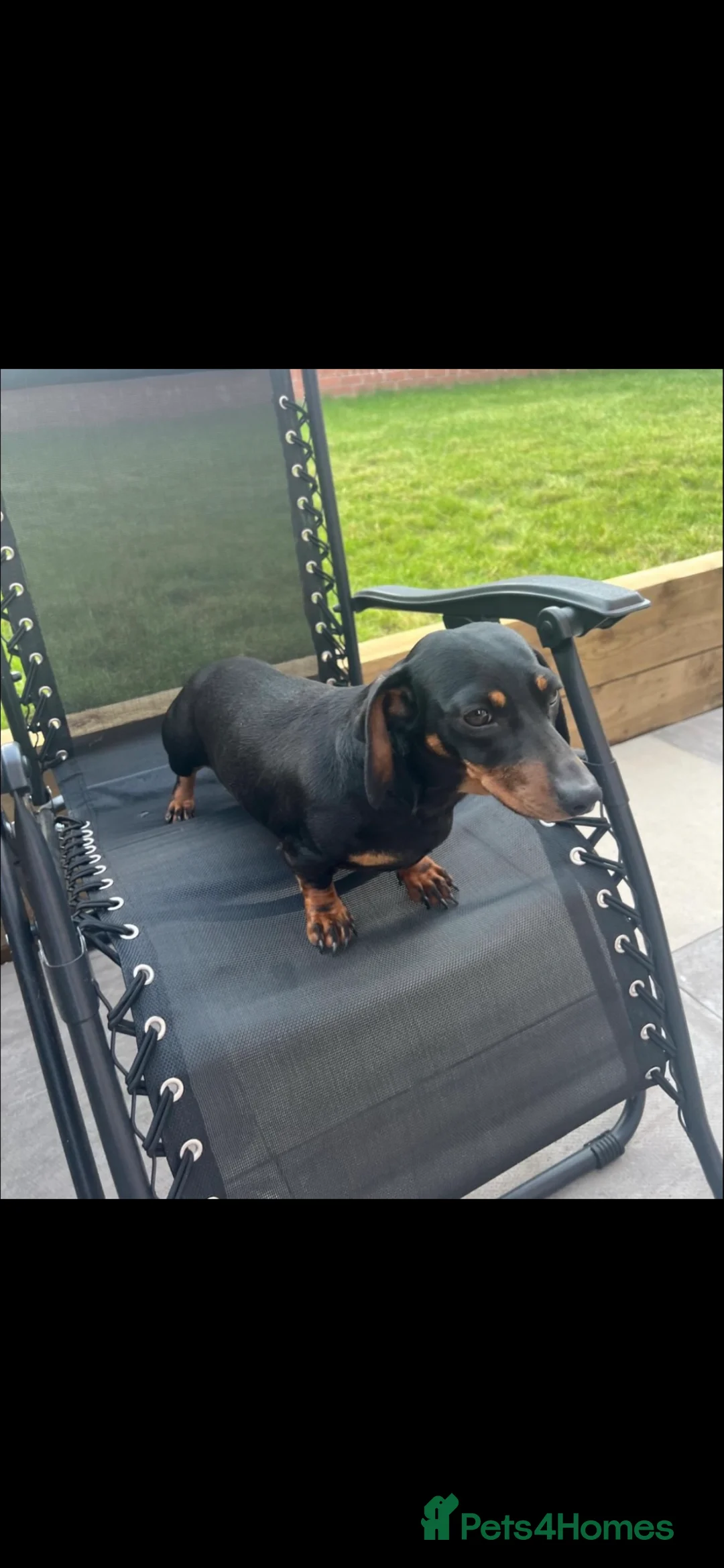 Miniature Dachshund dogs for sale: 2 miniature dachshund sisters 7 months old in Swadlincote - Advert 6