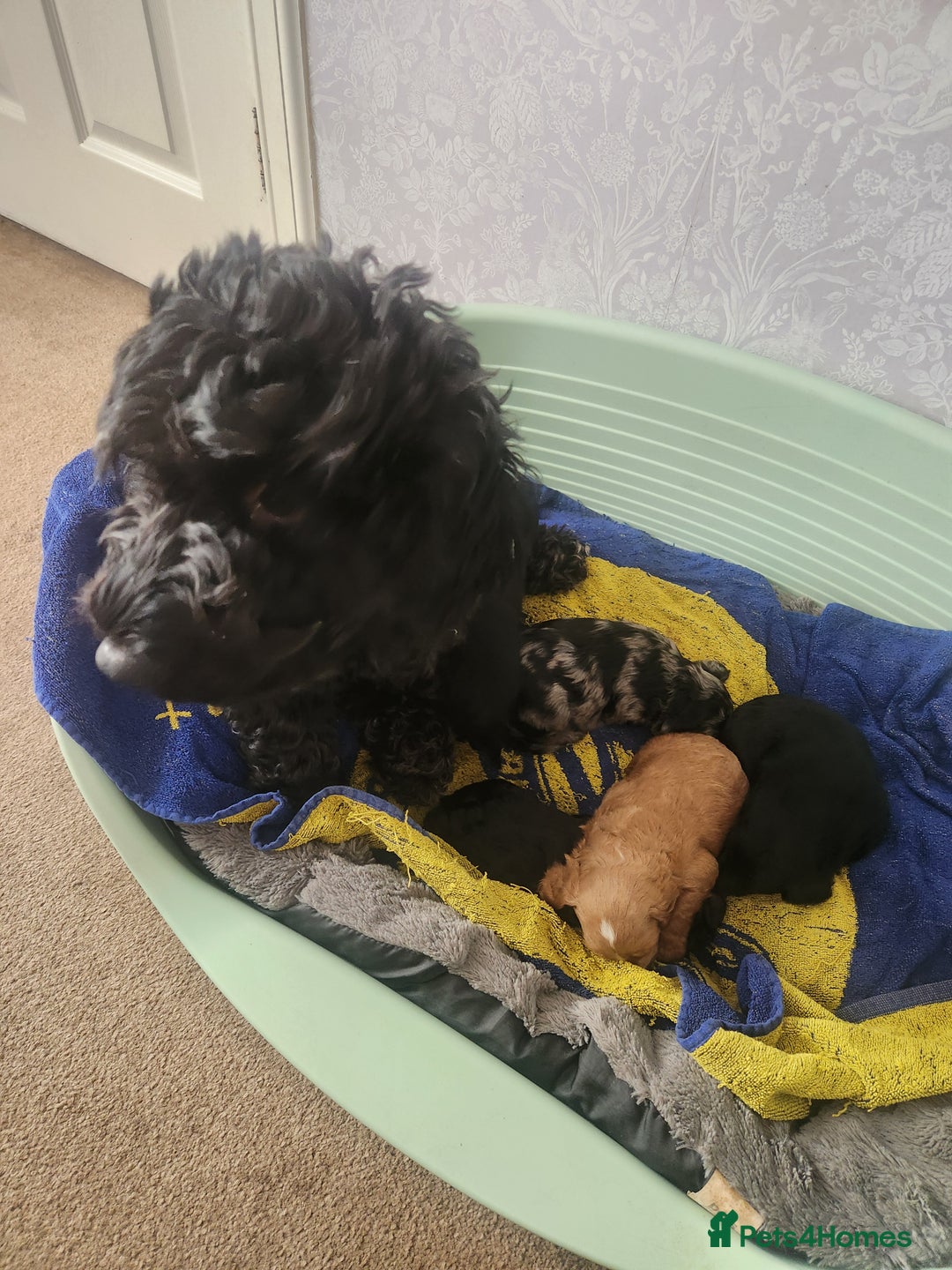 Cockapoo dogs for sale: Puppies for sale - Image 1