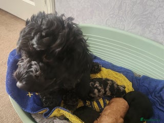 Cockapoo dogs for sale - Advert 1