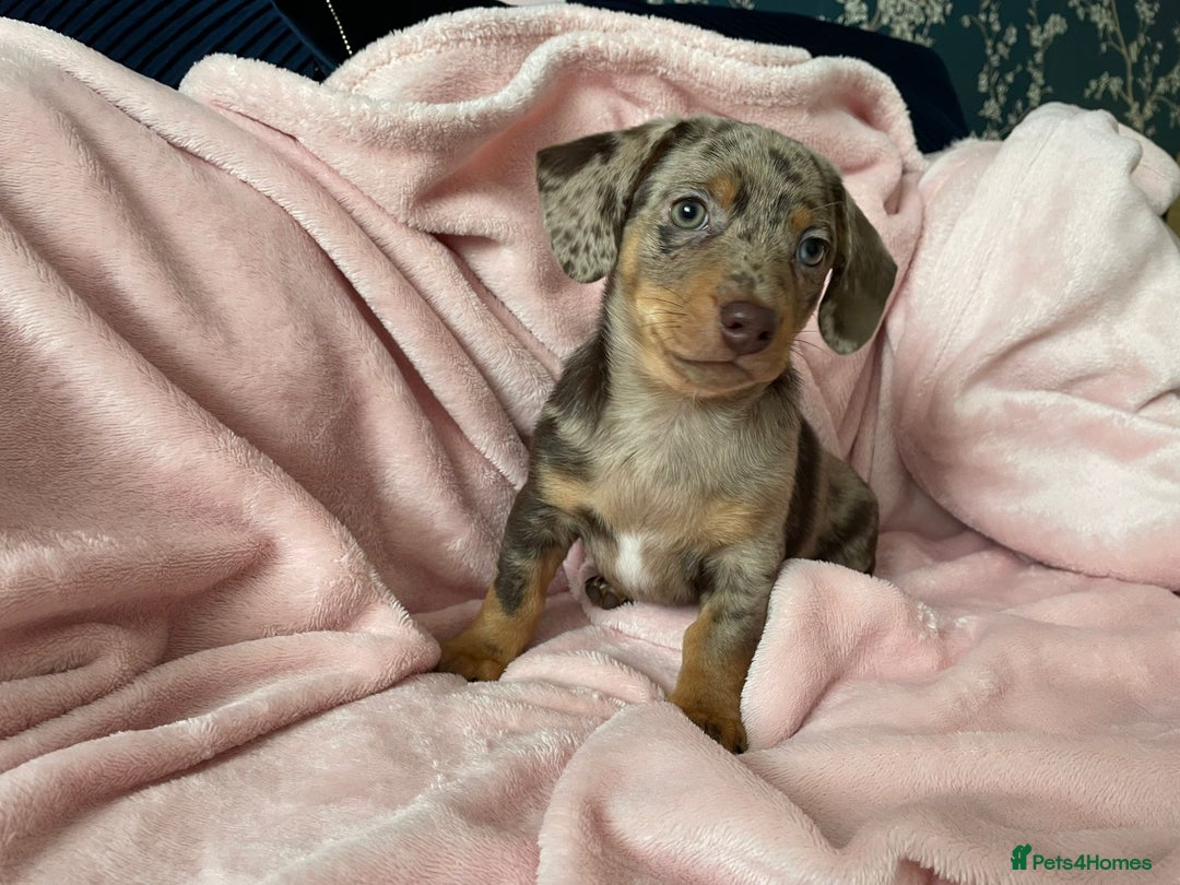 Miniature Dachshund dogs for sale: Beautiful Dachshund X - Image 6