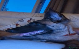 Belgian Shepherd Dog dogs for sale: Rehoming  - Image 9