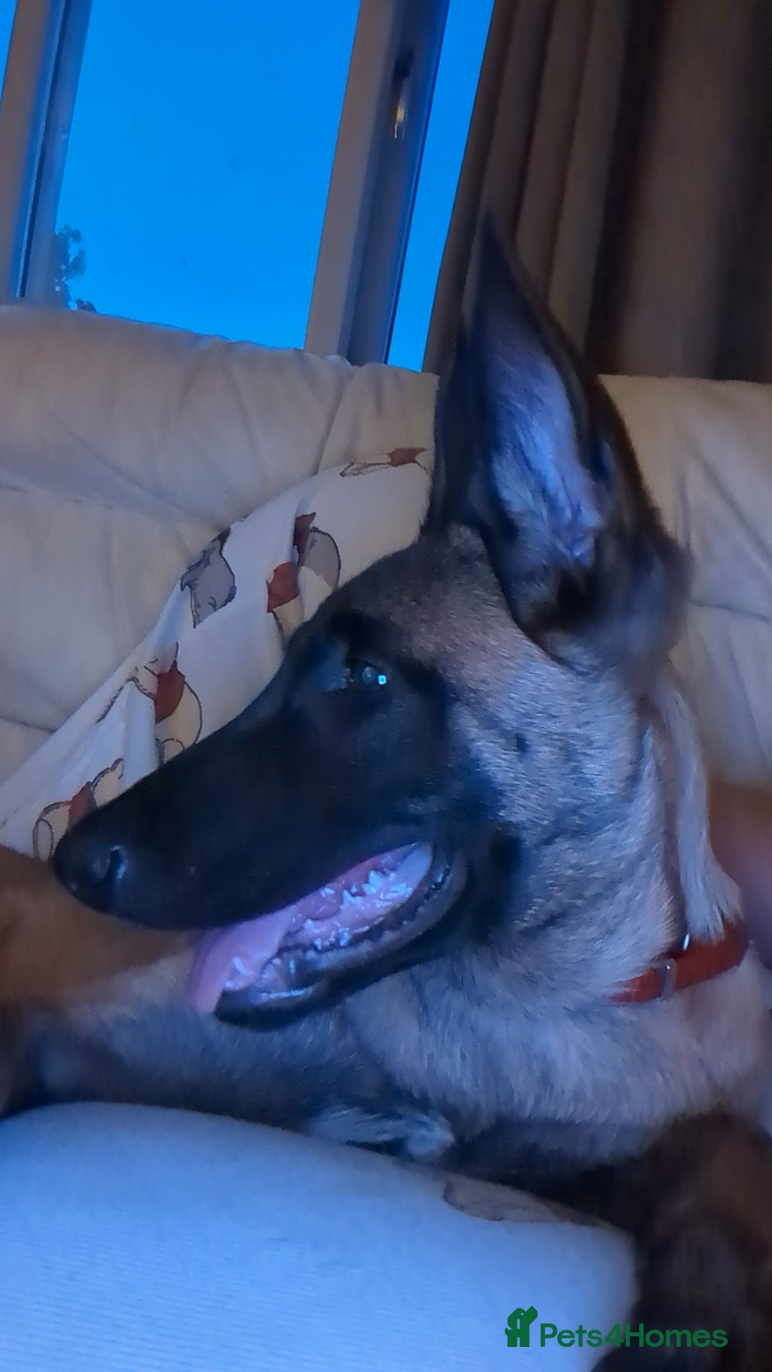Belgian Shepherd Dog dogs for sale: Rehoming  - Image 9