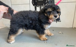 Toy Poodle dogs for sale: Gorgeously Pedigree Toy Poodle Babies - Image 3