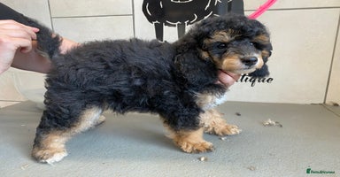Toy Poodle dogs - Advert 11