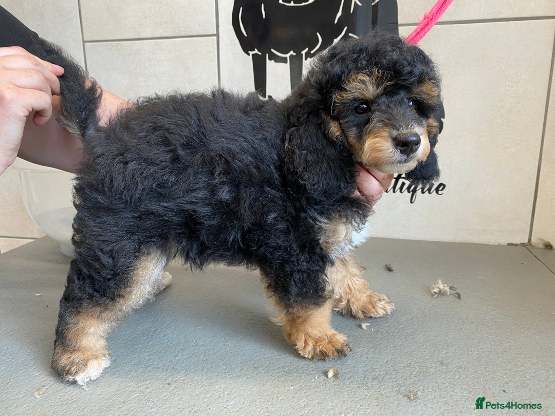Toy Poodle dogs for sale: Gorgeously Pedigree Toy Poodle Babies - Image 3