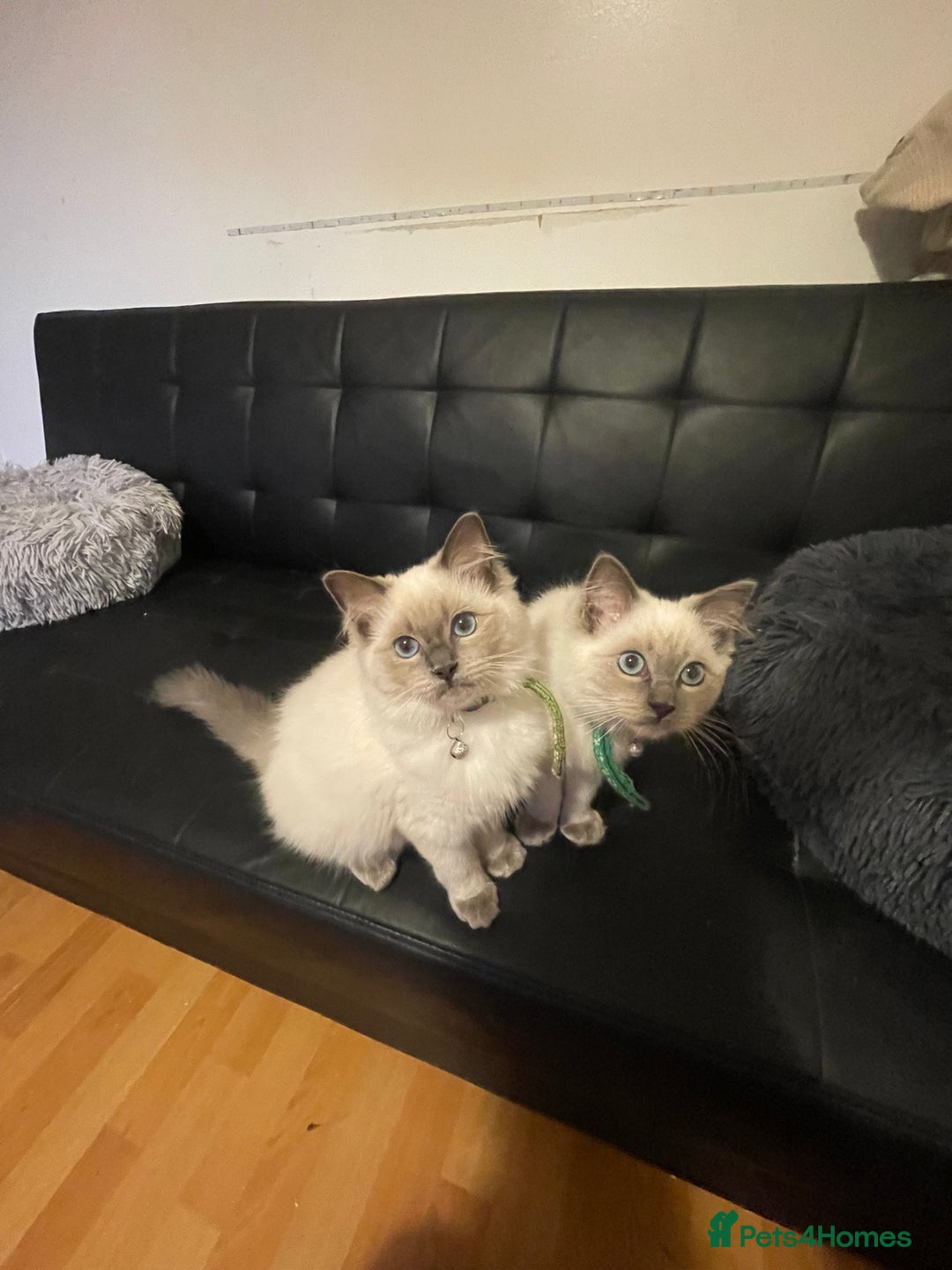 Ragdoll cats for sale:  Ragdoll kittens  - Image 13