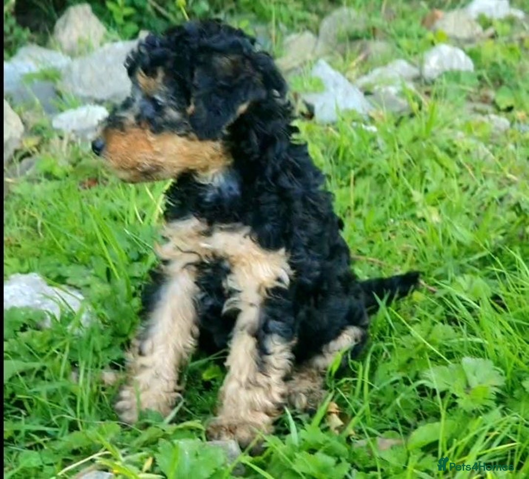 Mixed Breed dogs for sale: ABSOLUTELY STUNNING FOXYPOO PUPPIES - Image 15