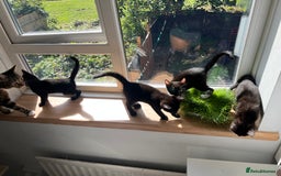 Mixed Breed cats for sale: 3 Female Ghost Tabby’s For Sale - Image 5