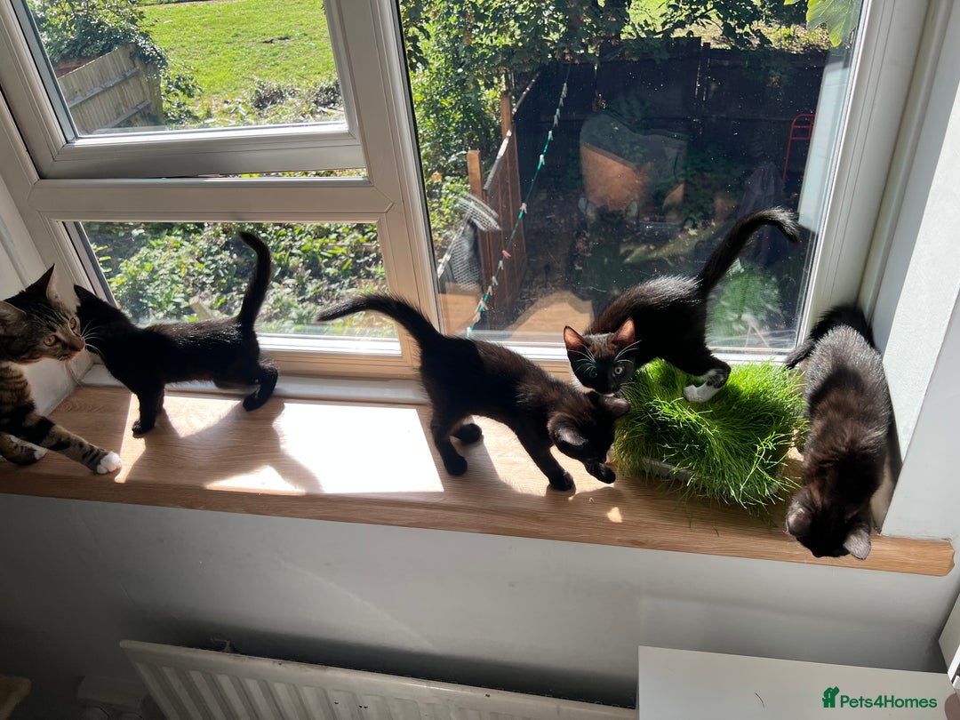 Mixed Breed cats for sale: 3 Female Ghost Tabby’s For Sale - Image 5