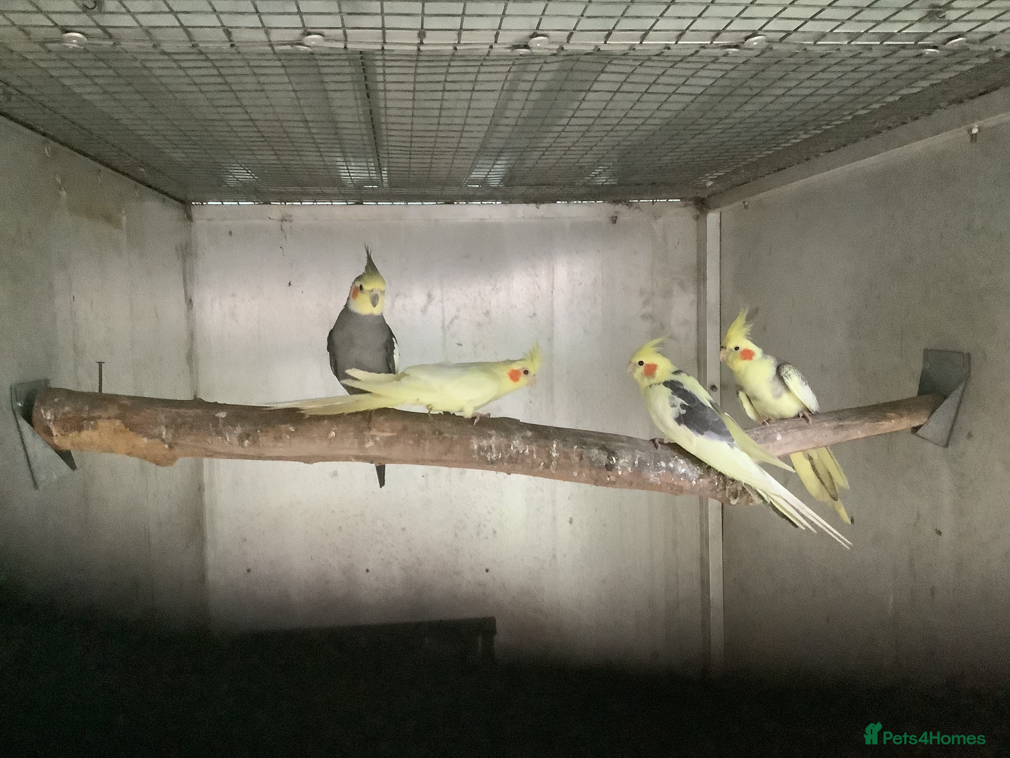 Budgerigars birds 2025 Young  Cockateils. - Advert 11