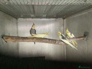 Budgerigars birds 2025 Young Cockateils. - Advert 11