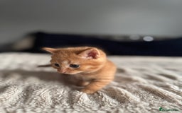 Domestic Shorthair cats for sale: 6 beautiful kittens - Image 29