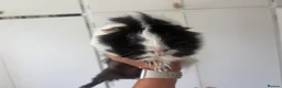 Guinea Pig rodents for sale: 2 Bonded boys around 1 and a half Years Old + cage in Nottingham - Advert 3