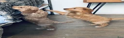 Mixed Breed dogs for sale: Hassan H - Advert 14