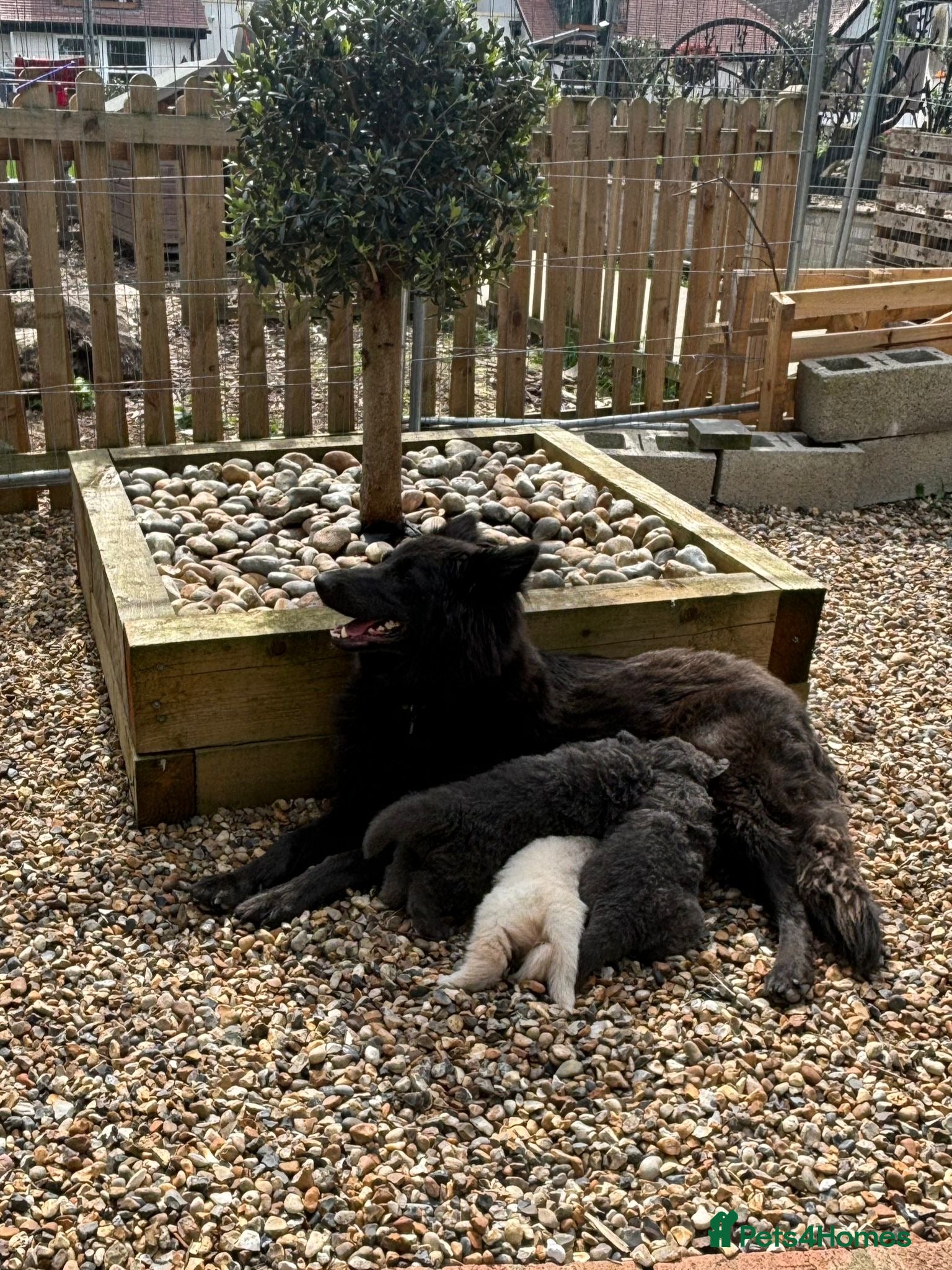 German Shepherd dogs 💙7 Blues & 1 White Polar Bear 💙 kc reg ready now - Advert 1