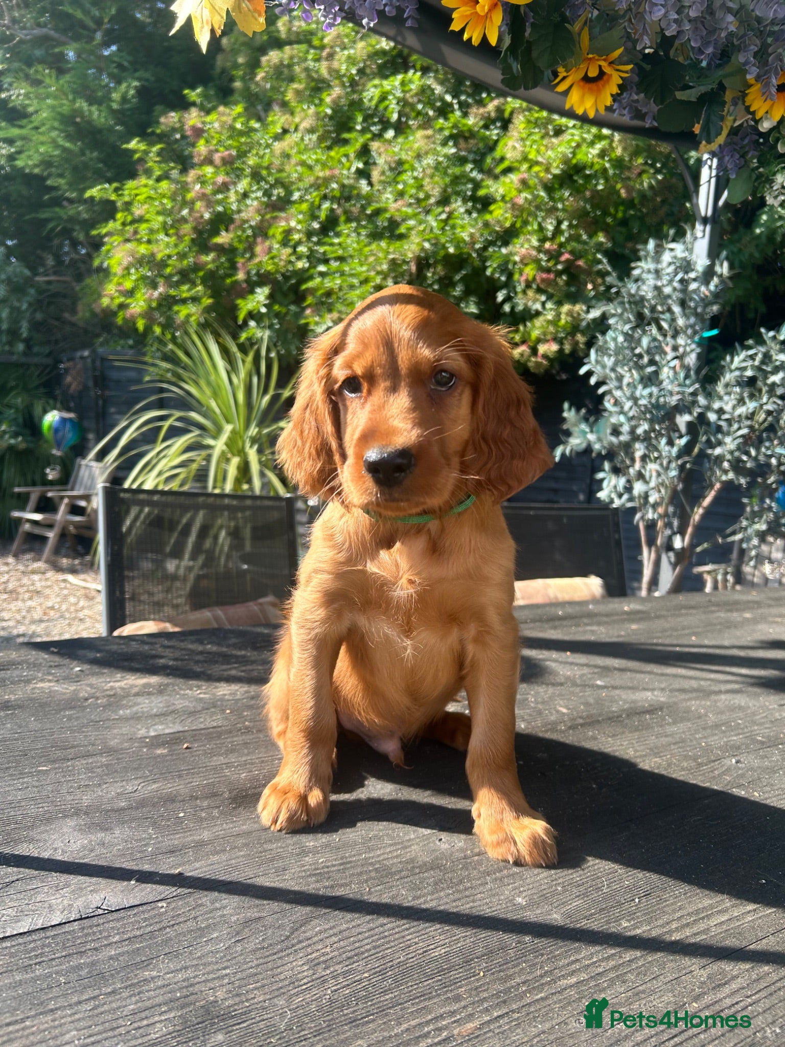 Mixed Breed dogs Ready now  ☘️ Golden Irish puppies available  ☘️ - Advert 7
