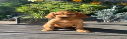 Mixed Breed dogs for sale: Ready now  ☘️ Golden Irish puppies available  ☘️ - Advert 15
