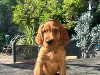 Mixed Breed dogs Ready now ☘️ Golden Irish puppies available ☘️ - Advert 7