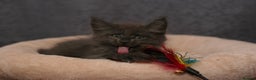 Maine Coon cats for sale: Mainecoon kittens TICA REGISTERED stunning - Advert 31