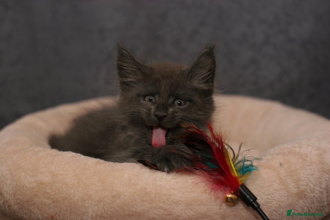 Maine Coon cats for sale: Mainecoon kittens TICA REGISTERED stunning - Advert 31