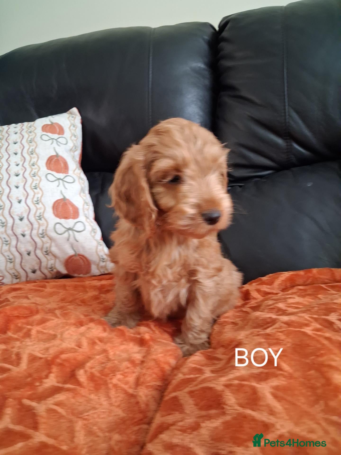 Cockapoo dogs F1 Cockerpoo Puppies - Advert 2