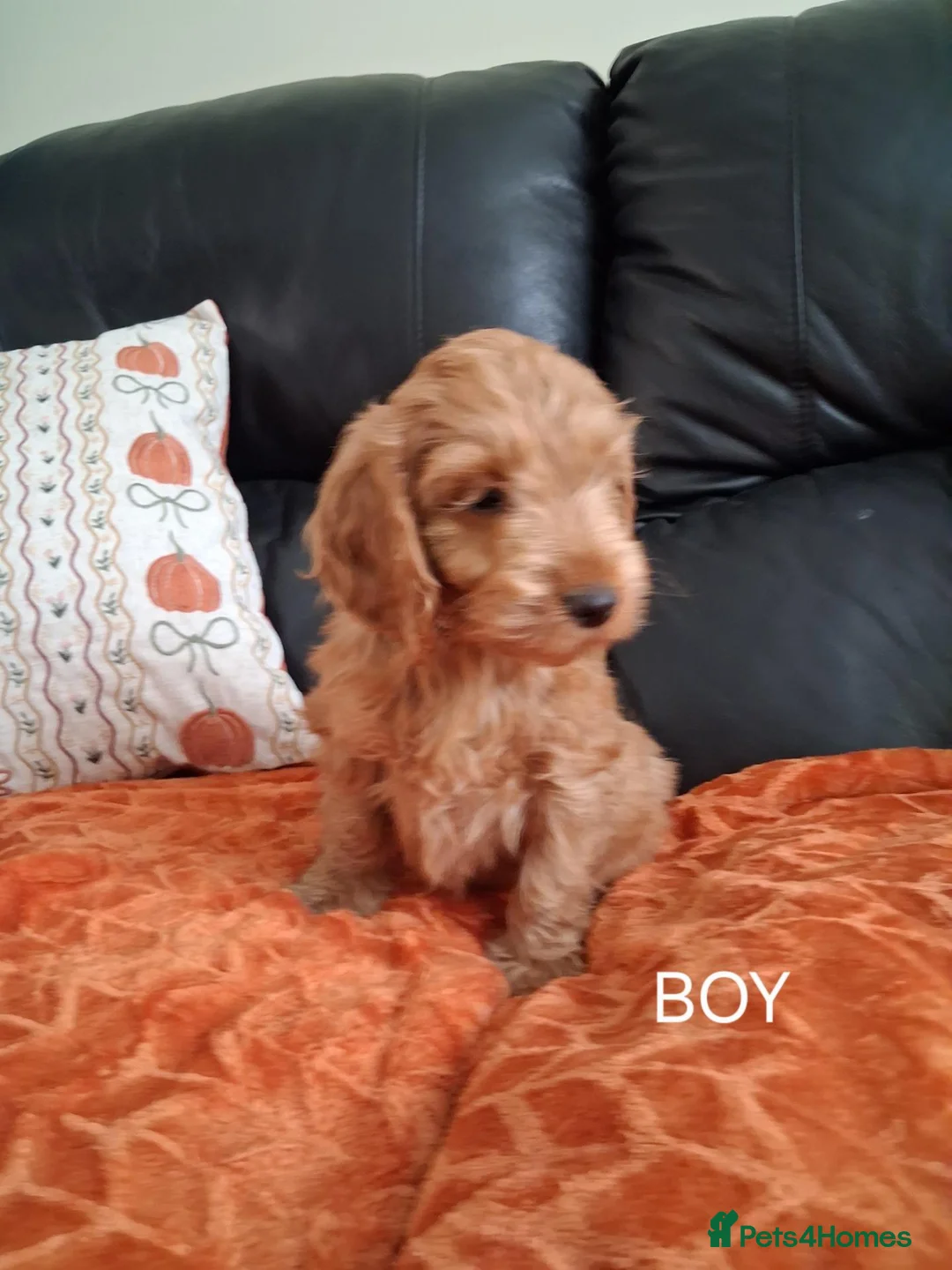 Cockapoo dogs for sale: F1 Cockerpoo Puppies - Advert 2